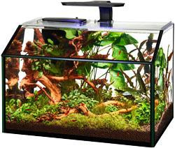 Aqueon Products - Glass - Shrimp Aquarium Kit Led